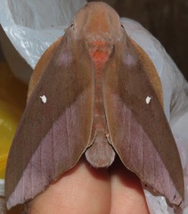 Othorene winbrechlini