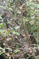 Rhododendron canescens