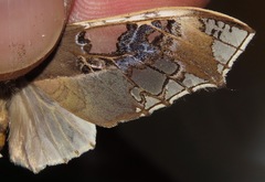 Parathyris cedonulli