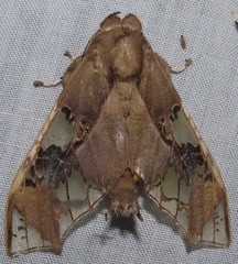 Parathyris cedonulli