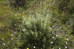 Artemisia afra