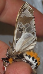 Parathyris cedonulli