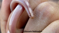 Xerotyphlops vermicularis