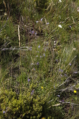 Lobelia preslii, photograph (c) Tony Rebelo, some rights reserved (CC BY-SA)
