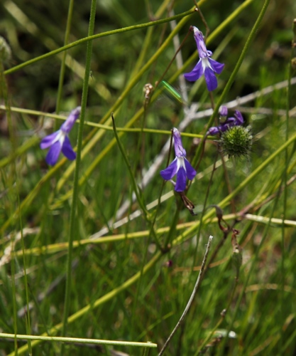 Lobelia preslii, photograph 2