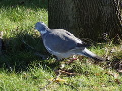 Columba palumbus