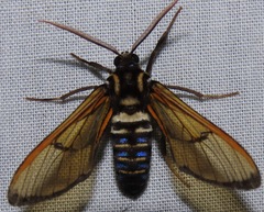 Sarosa flavicostalis