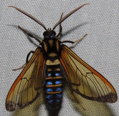 Sarosa flavicostalis
