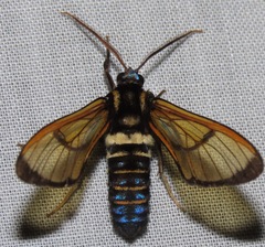 Sarosa flavicostalis