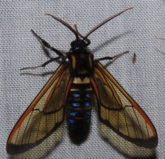 Sarosa flavicostalis