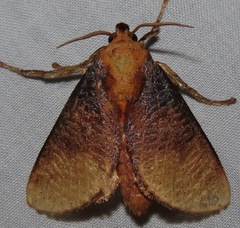 Ulamia sericea