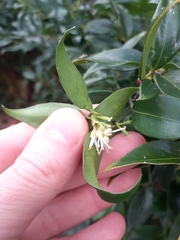 Sarcococca