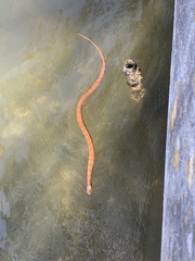 Nerodia fasciata × clarkii