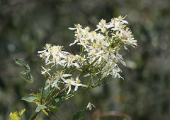 Clematis recta