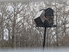 Melanerpes carolinus