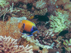 Pomacanthus navarchus