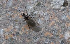 Scatopse notata