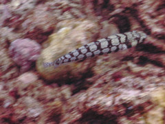 Parapercis tetracantha