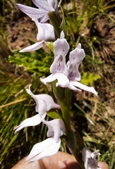Brownleea recurvata