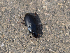 Harpalus dimidiatus