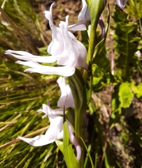 Brownleea recurvata