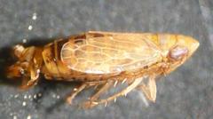 Jassargus pseudocellaris