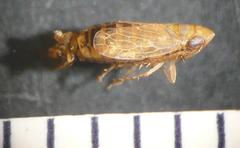 Jassargus pseudocellaris