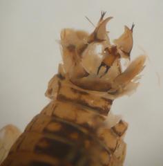 Jassargus pseudocellaris