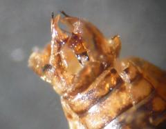 Jassargus pseudocellaris