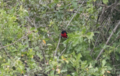 Laniarius erythrogaster