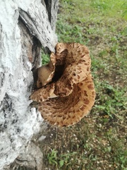 Cerioporus squamosus