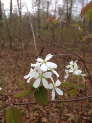 Amelanchier sanguinea