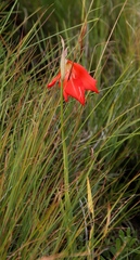 Gladiolus saundersii