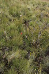 Gladiolus saundersii