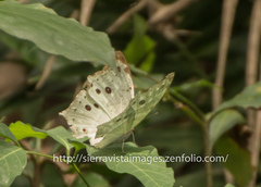 Protogoniomorpha parhassus