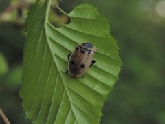 Dendroxena quadrimaculata