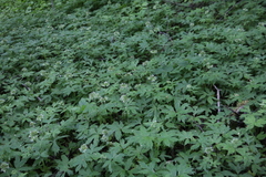 Hydrophyllum tenuipes