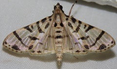 Azochis cirrhigeralis