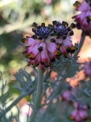 Platycapnos spicata