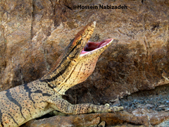 Varanus griseus caspius