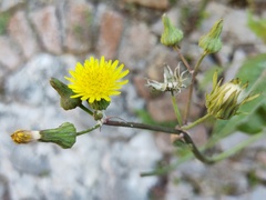 Sonchus oleraceus