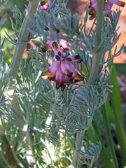 Platycapnos spicata