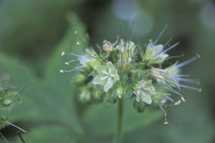 Hydrophyllum tenuipes