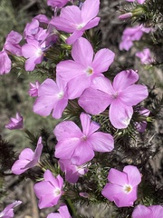 Linanthus californicus