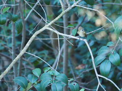 Phylloscopus collybita