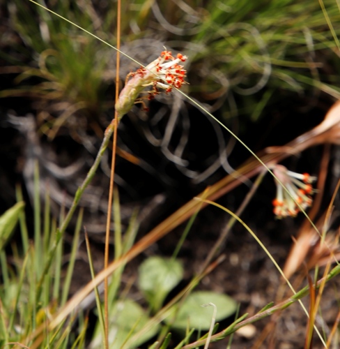 Nodding Drumsticks (Glumicalyx nutans)