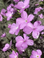 Linanthus californicus