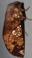 Hapigia cresus