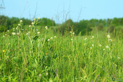 Trifolium pannonicum