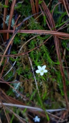 Arenaria lycopodioides